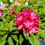 Rododendron hybridný (Rhododendron hybridum) ´MARIE FORTE´ - výška 30-40 cm, kont. C4L